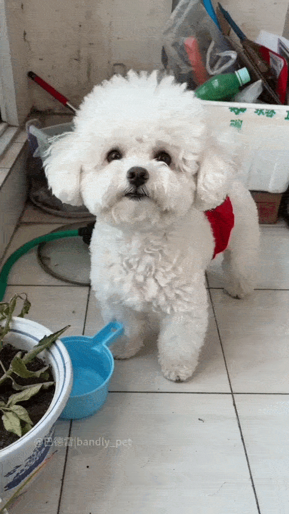Dança_0021.gif