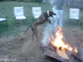 Festa_Junina_016.gif