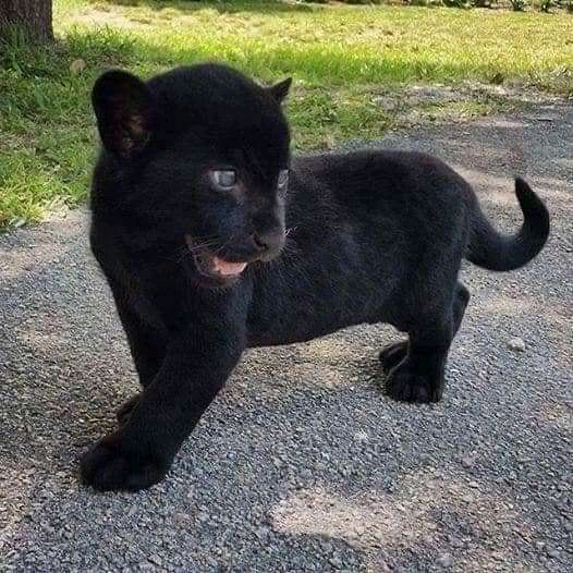 Savelly_Animais_004.gif