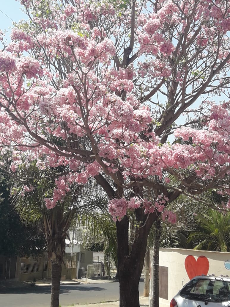 Savelly_Imagem_009.gif
