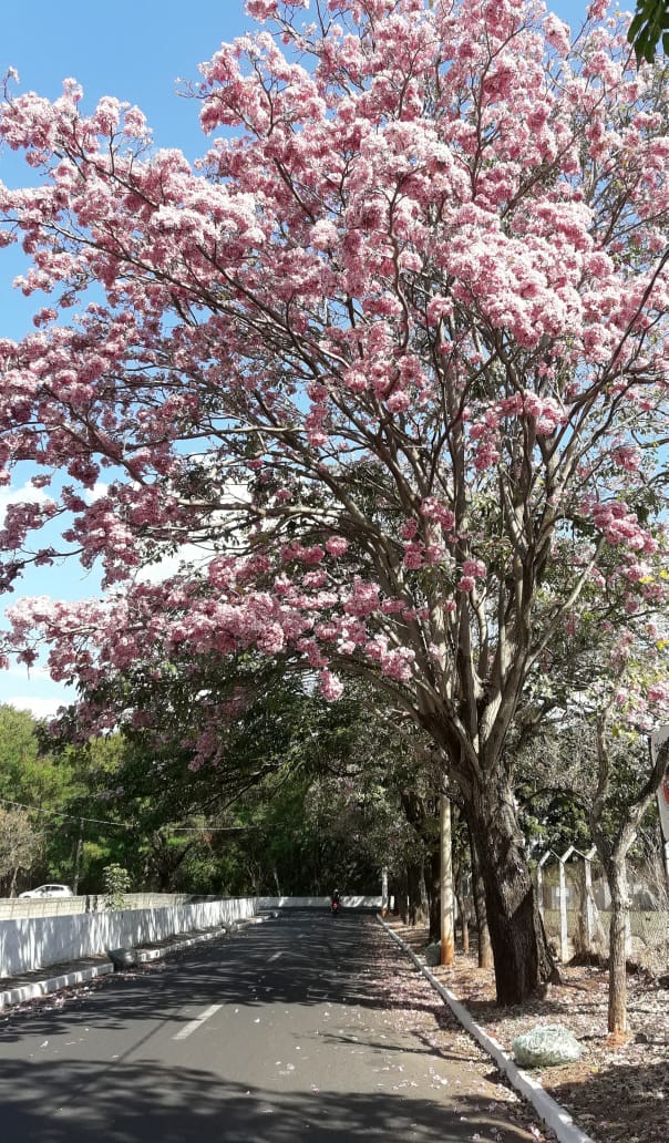 Savelly_Imagem_010.gif
