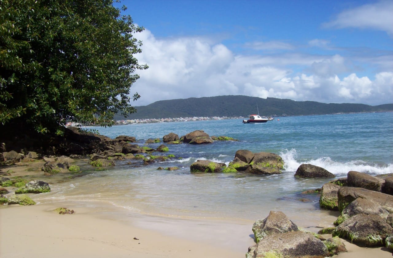 Savelly_Imagem_013.gif