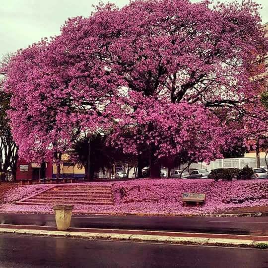 Savelly_Imagem_014.gif