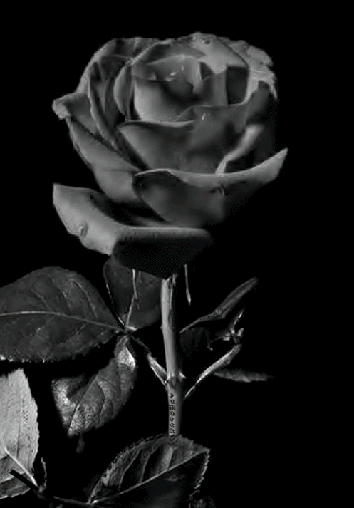 Rosas_002.gif