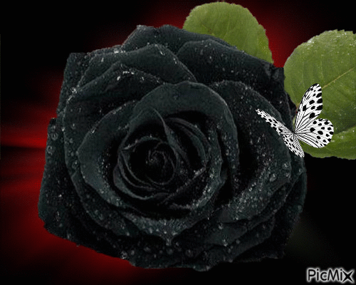 Rosas_004.gif