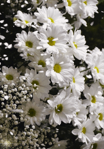 Rosas_010.gif