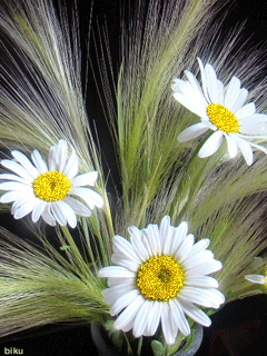 Rosas_011.gif