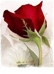 Rosas_012.gif
