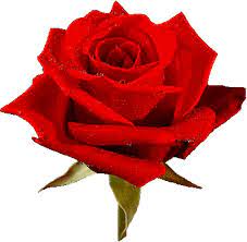 Rosas_013.gif