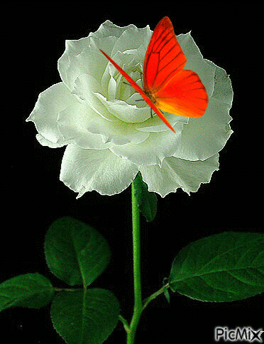 Rosas_015.gif