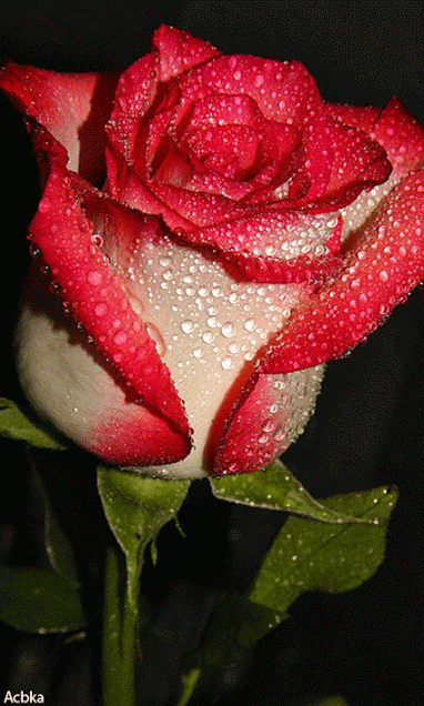 Rosas_016.gif
