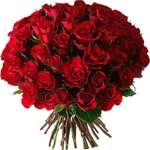 Rosas_046.gif