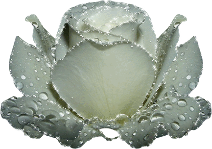 Rosas_060.gif