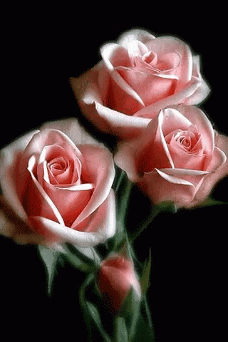 Rosas_064.gif