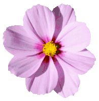 Rosas_071.gif