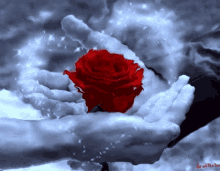 Rosas_074.gif