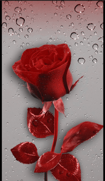 Rosas_075.gif