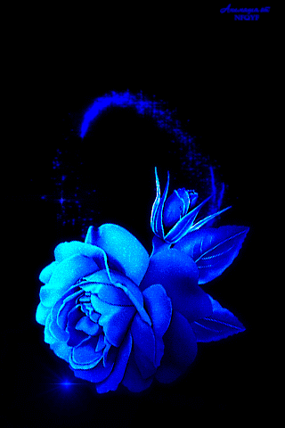 Rosas_079.gif