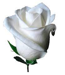 Rosas_080.gif