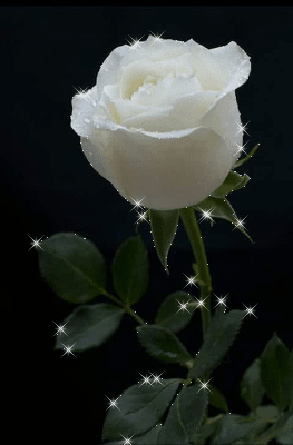 Rosas_082.gif