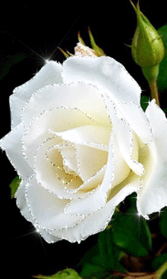 Rosas_083.gif