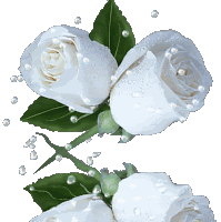 Rosas_085.gif