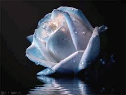 Rosas_086.gif