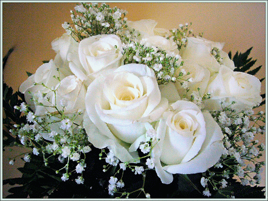 Rosas_095.gif