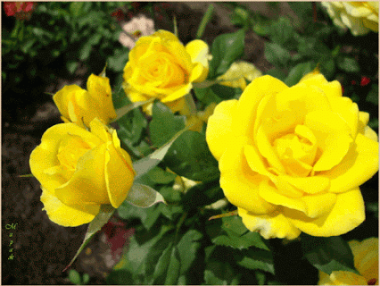 Rosas_096.gif