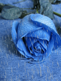 Rosas_098.gif