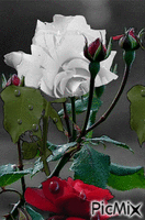 Rosas_104.gif