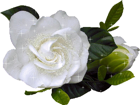 Rosas_107.gif