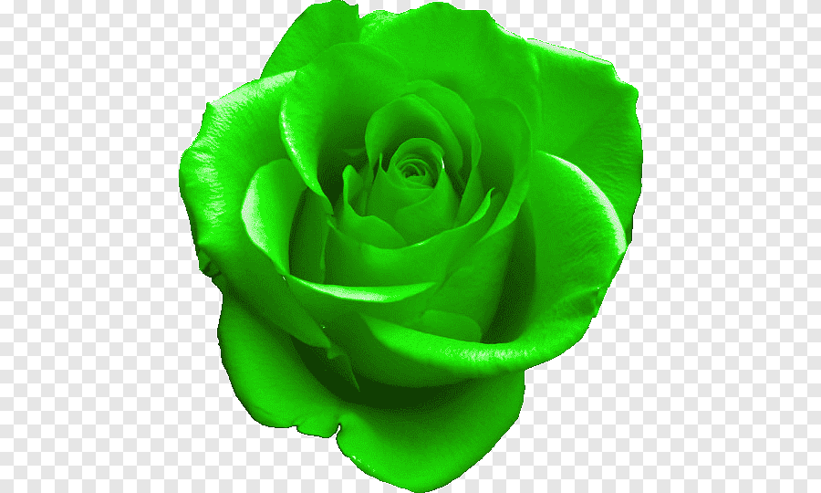 Rosas_114.gif