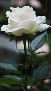 Rosas_120.gif