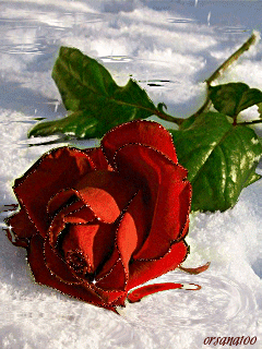 Rosas_126.gif