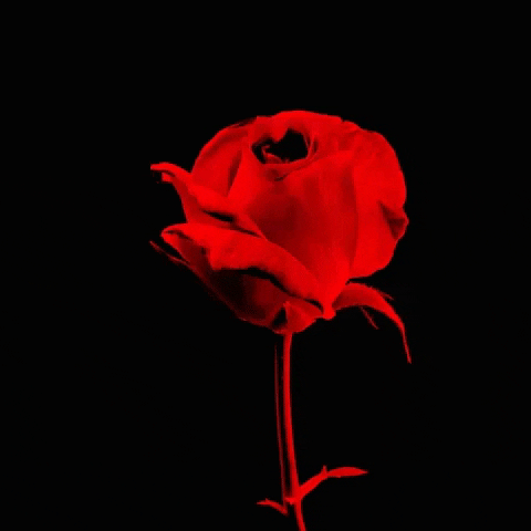 Rosas_127.gif