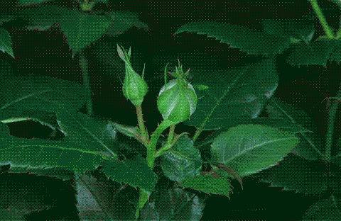 Rosas_128.gif