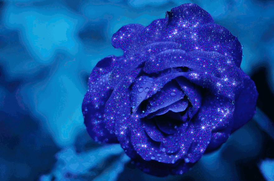 Rosas_133.gif