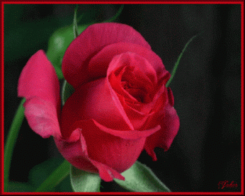 Rosas_141.gif