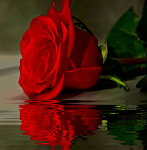Rosas_145.gif