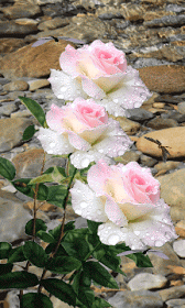 Rosas_152.gif