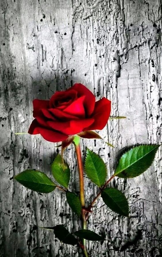Rosas_155.jpg