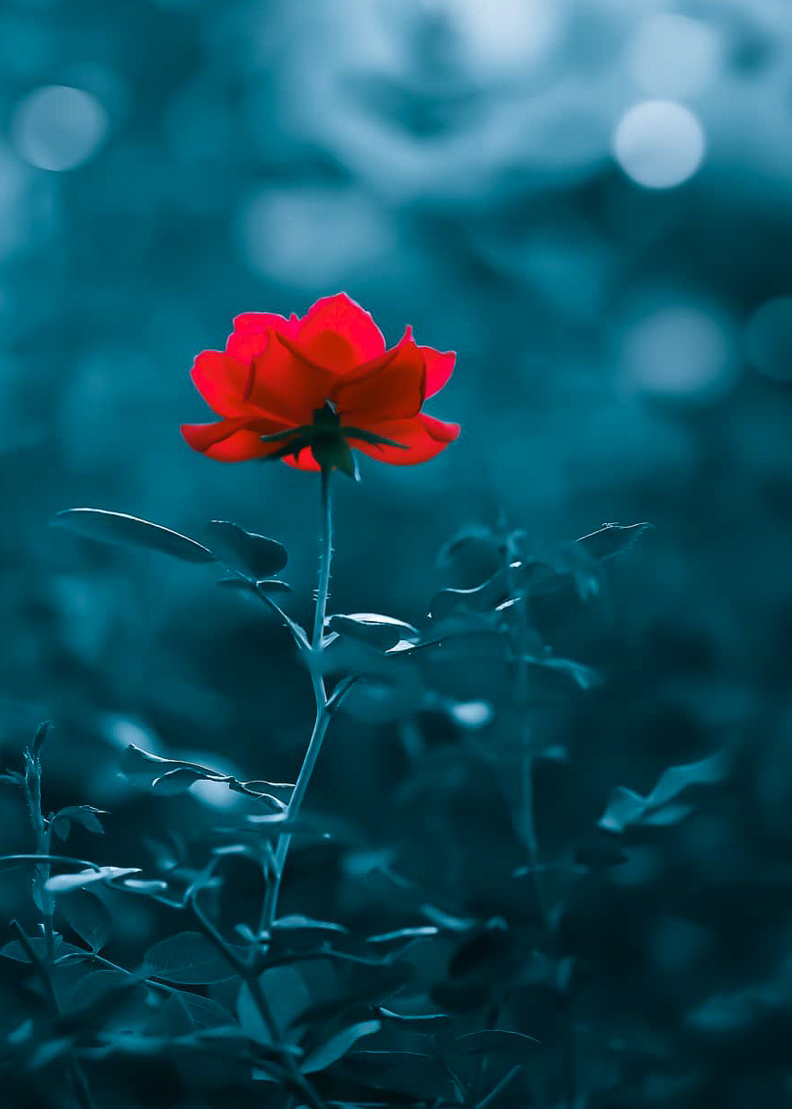 Rosas_158.jpg