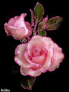 rosas_130.jpg