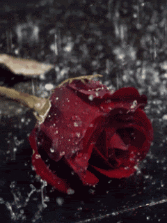 tumblr_52510ff926122ce738ed19d0b037b22e_6ec77b6e_250.gif
