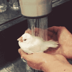 Outros_013.gif